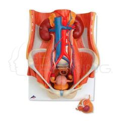 Modelo anatomico del sistema urinario de ambos sexos