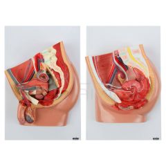 Set Pelvis Femenina Masculina
