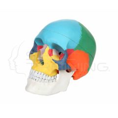 Modelo didactico de anatomia del cráneo humano en tamano real de 3 piezas