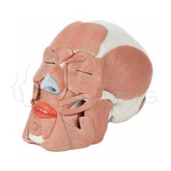 Modelo anatomico de craneo humano de tamano natural con musculos extraibles