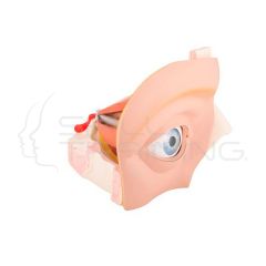 Giant Eye Anatomy Model 11 Parts