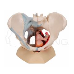 Modelo anatomico de la pelvis femenina con ligamentos musculos y organos.
