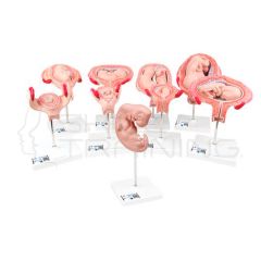Deluxe Pregnancy Series 9 Models