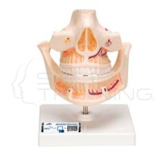 Modelo anatomico de protesis dentales para adultos