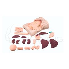 Entrenador de Palpacion Abdominal con Conjunto de Organos Normales y Patologicos