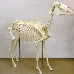 Esqueleto de Caballo Articulado, Tamaño Natural