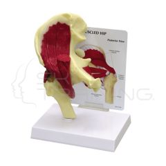 Articulacion de la Cadera humana con Musculos