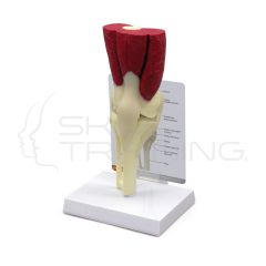 Articulacion de la Rodilla con Musculos - Tamano Natural