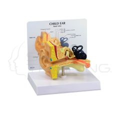 Modelo Anatomico Oido de Nino