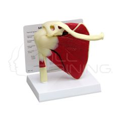 Articulacion del Hombro con Musculos - Tamano Real