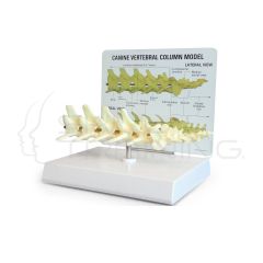 Columna Vertebral de Perro