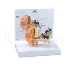 Modelo Oido Humano 1,5x Tamano Real