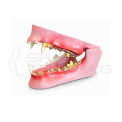 Modelo de Mandibula Canina