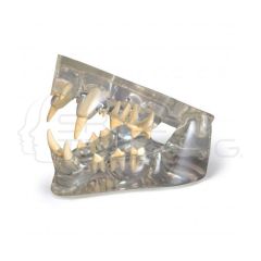 Modelo Transparente de Mandíbula con Dientes Felinos