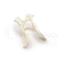 Pelvis Gynnie Modelo Realista de Pelvis Canina