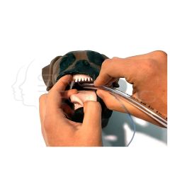 Modelo de Perro Braquicéfalo