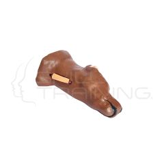 Modelo Canino de Extracción de Sangre Yugular