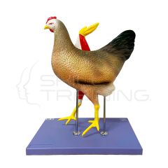 Modelo Anatómico de Gallina