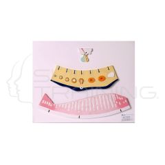 Modelo de Demostración del Ciclo Menstrual
