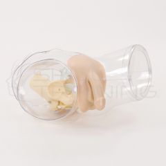 Modelo de Cateterismo Masculino Transparente