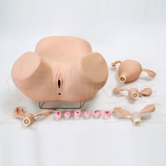 Simulador de Exámen Ginecológico con Patologías