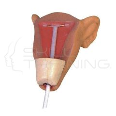 Inserción y Extracción de DIU Modelo 3 - Modelo Anatómico