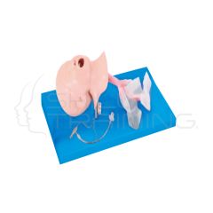 Entrenador de Manejo de Vía Aérea Pediátrico (Escolar)