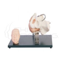 Pelvis con Modelo de Cabeza Fetal