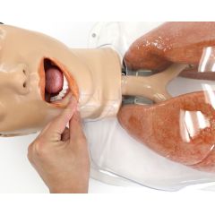 Modelo Simulado de Broncoscopia - Torso Superior Masculino